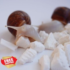Begeterday Cuttlebone 1.6oz for Snails