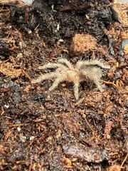 Brazilian Black Tarantula (Grammostola pulchra / G. quirogai)