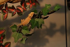 Durable Resin Reptile Corner Decoration with Suction Cups for Climbing Fun