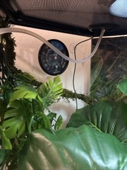 Thrive Vertical Hexagon Tropical Reptile Terrarium FULL SETUP