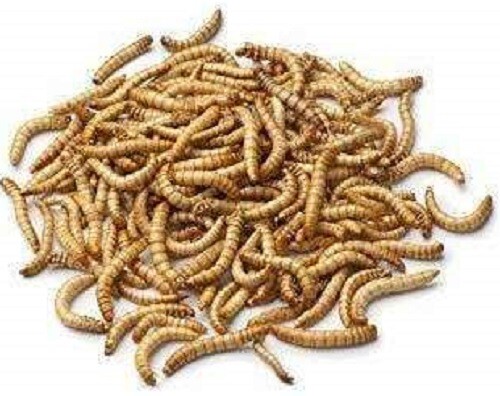 Live Mealworm Reptile Feeders – Living Worm Alive Lizard Natural Food Diet