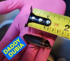 50 XS-Small Dubia Roaches | Feeder Insects | Live Arrival Guaranteed!