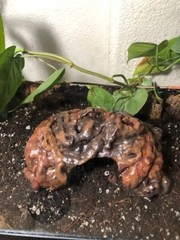 Arboreal Attitudes Small Weighted Ground Hides For Terrariums And Cages