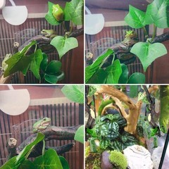 Safe Resin Climbing Branches for Snakes and Lizards – 2-Pack with Suction Cups