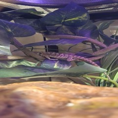 Bearded Dragon Hammock,Reptile Lounger Lizard Natural Seagrass Habitat Decor …