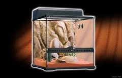 Exo Terra Reptile Glass Natural Habitat Kit Desert /Starter Kit 18″ x 18″ x 18″