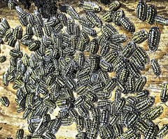 Gestroi Isopods (x50)