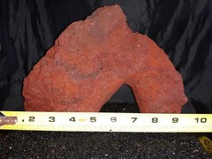 Reptile snake lizard fish aquarium Rock cave