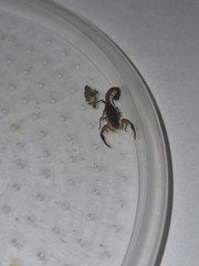Hottentotta Hottentotta (2nd/3rd Instar Scorpling) – 1ct