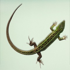 reptile liner reptile mat Reptile Carpet Terrarium Substrate