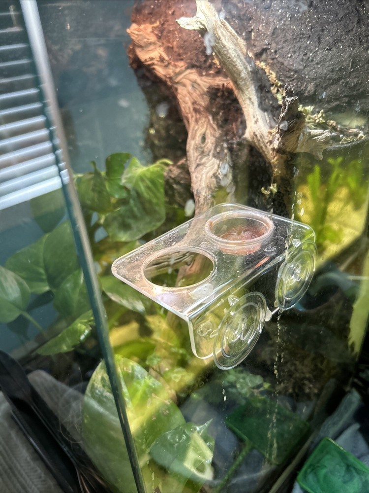 12x12x18 Terrarium With Homemade Background