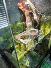 12x12x18 Terrarium With Homemade Background