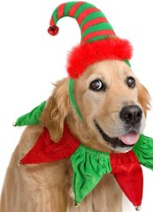 Christmas Dog Elf Hat Headband And Pet Collar With Holiday Bells Costume Set