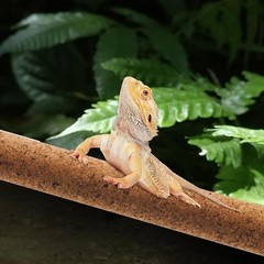 2 Pcs Reptile Branches Climbing,Natural Lizard Cork Stick Bearded Dragon Tree