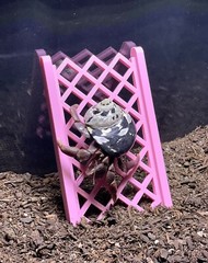 Hermit Crab Climbing Ladder Hermit Crab Habitat Decor Ornament Accessories Toys