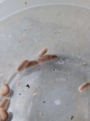 15ct Cubaris Murina Papaya
