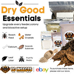 TC INSECTS Golden Hydei Fruit Fly Cultures 4 Pack – 2 Golden Hydei + 2 Hydei