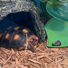Reptile Rock Hideout CaveTortoise Hide CavesResin Hides ShelterReptile Green …