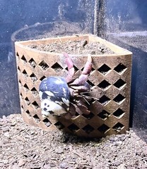 Hermit Crab Climbing Corner Decoration Ornament Hideout Toy Supplies Accessories