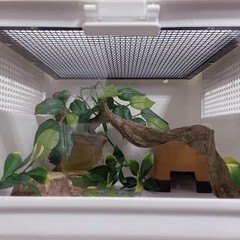 Reptile Decor 3PCS Natural Forest Branch Terrarium Habitat Decoration Lizard …