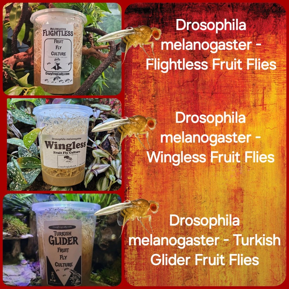 Fruit Fly Cultures 3 Pack – Flightless – Wingless – Turkish Gliders Frog Food
