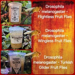 Fruit Fly Cultures 3 Pack – Flightless – Wingless – Turkish Gliders Frog Food