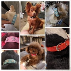 Rhinestone Flower Dog Collar, Bling Crystal Diamond Sparkling PU Leather Coll…
