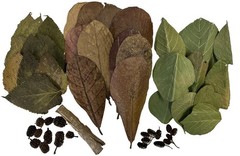 Awesome Aquatic Shrimp Combo Kit 10 Each Catappa, Mulberry and Dadap Leaves, …