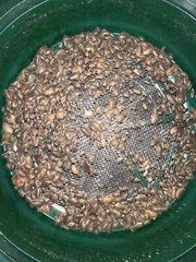 Dubia Roaches Multiple Sizes Free Shipping On All Orders