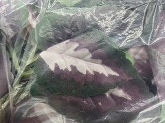 Fluker’s Repta‑Vines Purple Coleus 6 ft Artificial Hanging Terrarium Plant