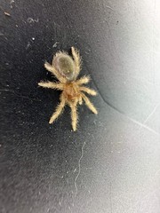 Brazilian Black Tarantula (Grammostola pulchra / G. quirogai)