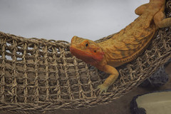 Reptology Lizard Lounger – 100% Natural Seagrass Fiber – Great for Bearded Drago