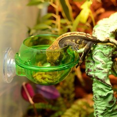 4 Pcs Reptile Feeding Basin Feeder Bowl Gecko Water Dish for Reptiles