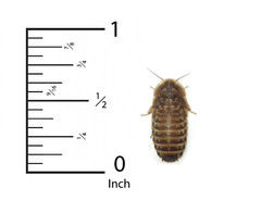 Small Dubia roaches, Medium Dubia roaches, Large Dubia roaches LAG Free shipping