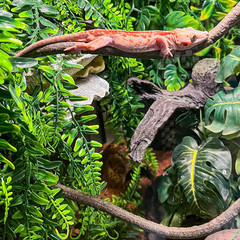 2 Pack Reptile Plants Terrarium Hanging Fake Vines with Suction Cup for Geckos