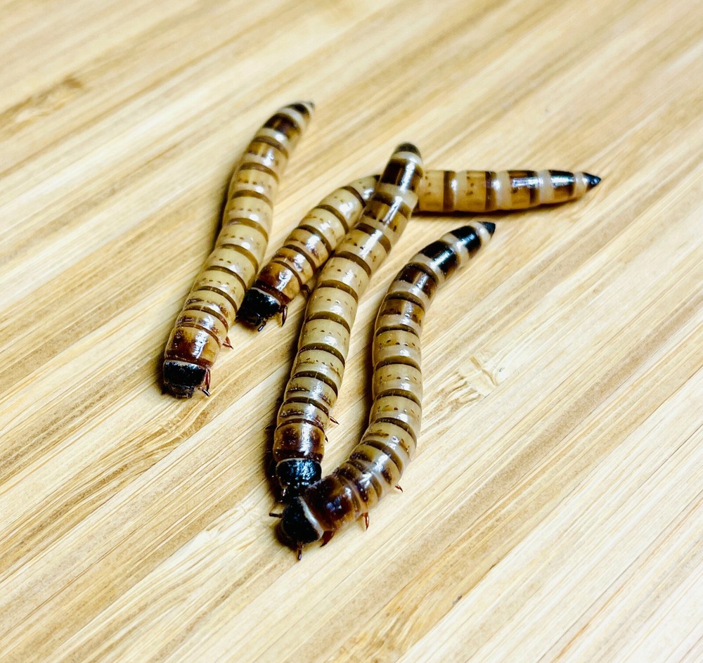 100 Live Superworms  Large 1.5-2”