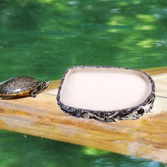 Reptile Food Dish Bowl Amphibian Feeding Bowl Pet Aquarium Ornament Terrarium