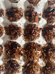 Red Runner Roaches Live Feeders Reptile Food Free Shipping