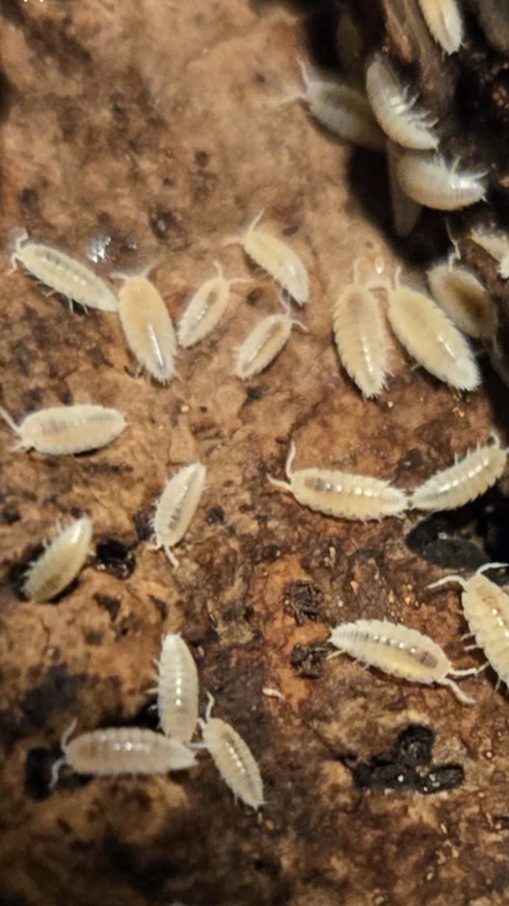 Dwarf White Isopods On Soil. 50+ Count.