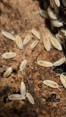 Dwarf White Isopods On Soil. 50+ Count.