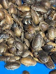 Large dubia roaches