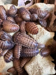 Large dubia roaches
