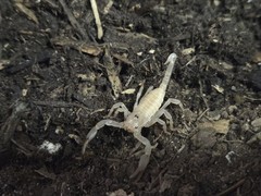 Live ASIAN FOREST SCORPION : Captive BRED!