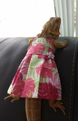 Bearded dragon Dress