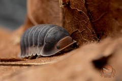 Cubaris sp. “Pak Chong” – Bioactive clean up crew – Choose your count