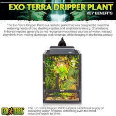 Dripper Plant, Large