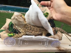JOHN DEER PRINTS LRG RESTING BEIGE BED COVERS ONLY NO FRAME BED 4 BEARDED DRAGON