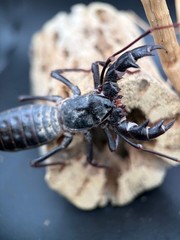 Texas Giant Vinegaroon (Mastigoproctus giganteus) – 2-3 in