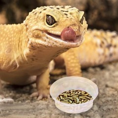 SunGrow Reusable Gecko Food & Water Cups, 100 Pcs, 1 oz. Recyclable Clear
