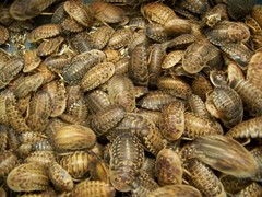 500 large 1 to 2 inch + blaptica dubia roach,Insect,Bearded Dragons,feeder